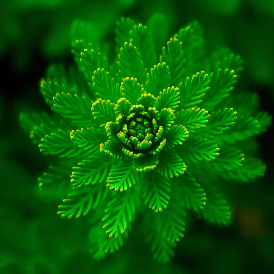 Красивое растение-хищник ловящее насекомых