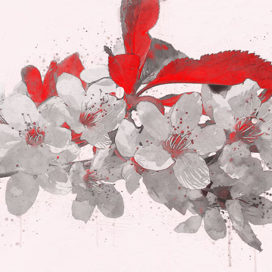 Изображение цветущей ветки вишни выполненное в стиле акварели с использованием красного и черно-белых тонов