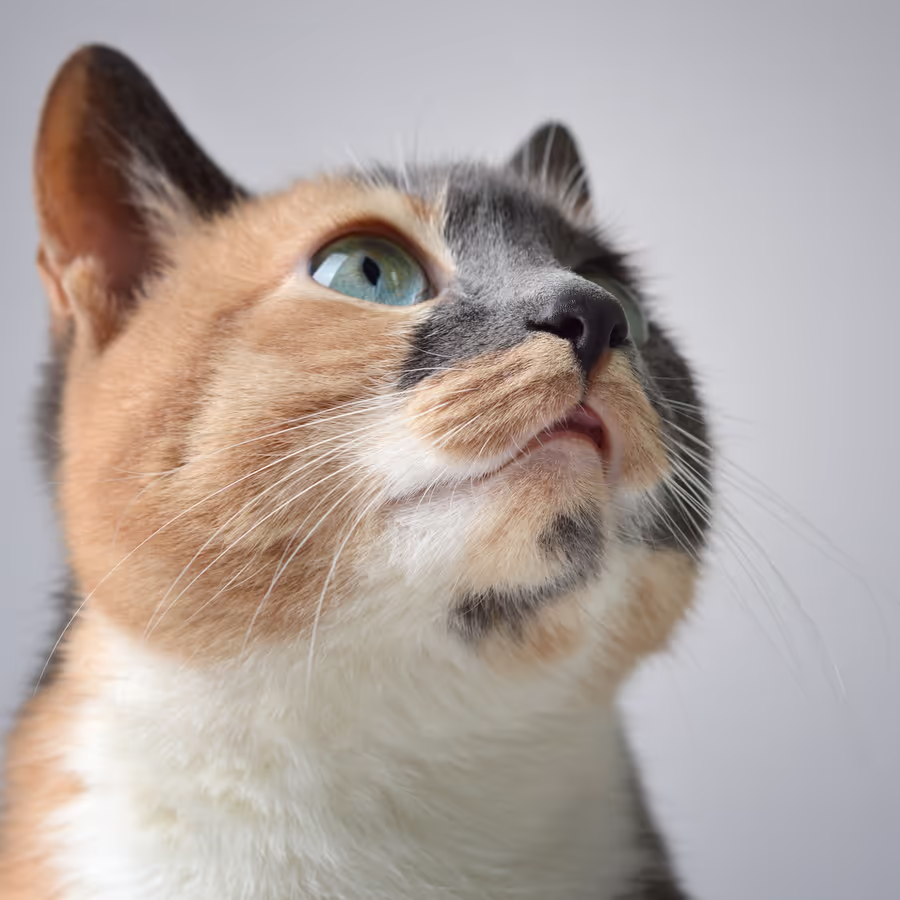 Кот с разноцветной мордочкой смотрит вверх