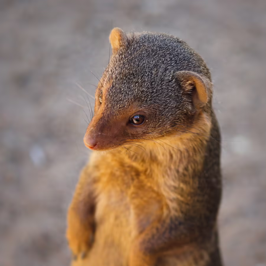 Очаровательный мангуст внимательно смотрит в сторону