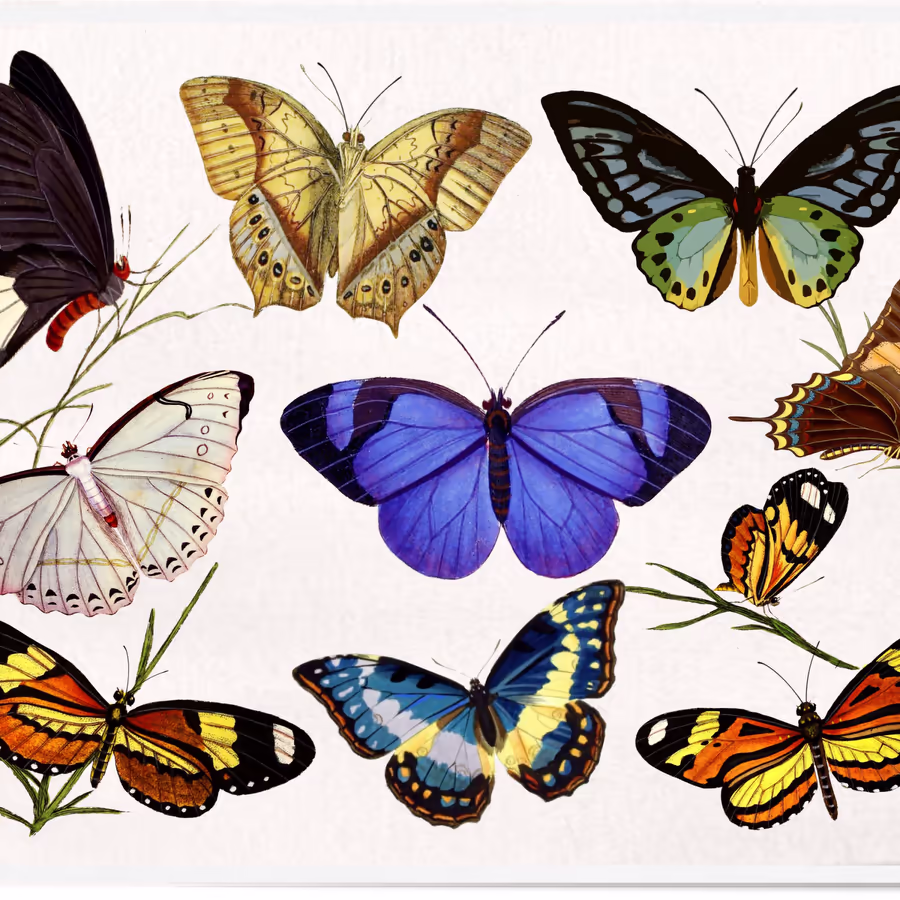 Подборка красочных изображений различных видов бабочек