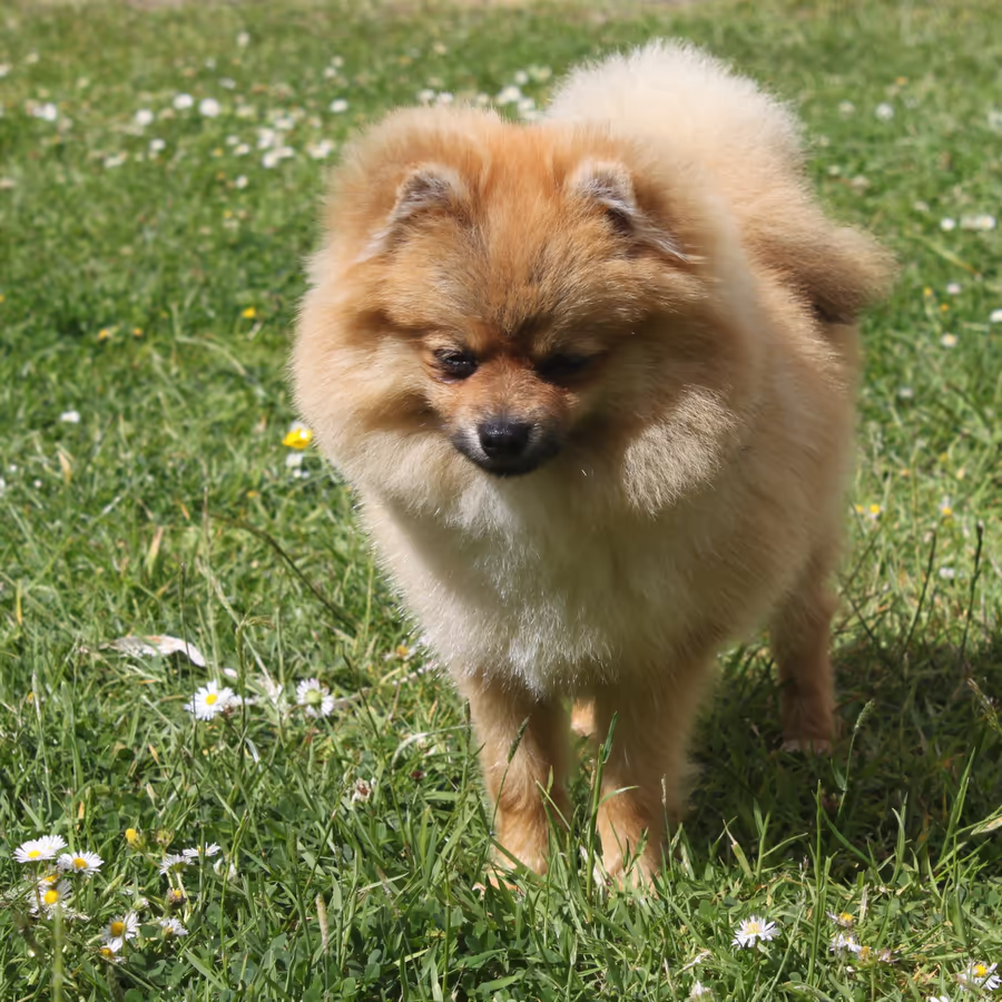 Милый рыжий померанский шпиц гуляет по зеленой траве