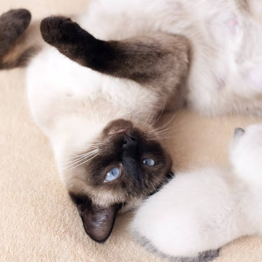 Милый сиамский котенок лежит на животе