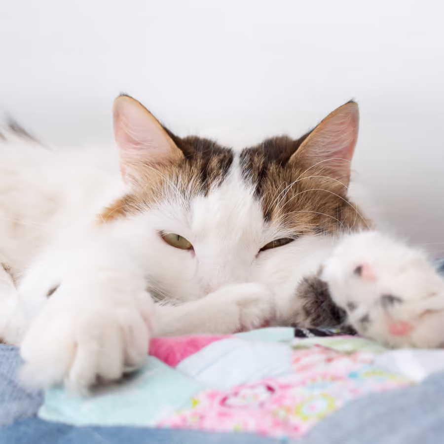 Милый бело-рыжий кот мирно спит