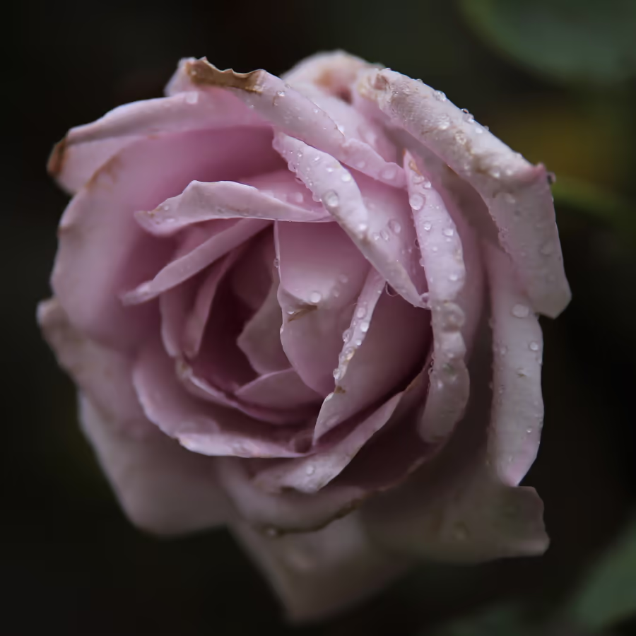 Нежный бутон розовой розы украшенный каплями дождя