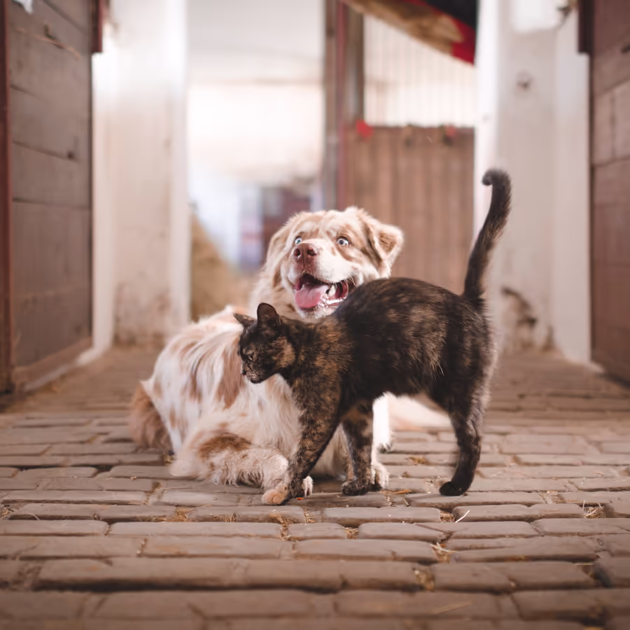 Собака и кошка играют вместе в конюшне