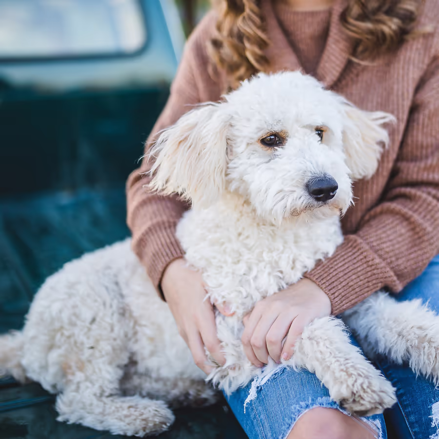 Белая пушистая собака с хозяином