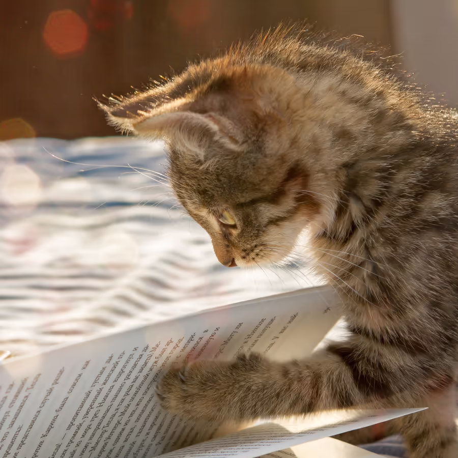 Рыжий котенок увлеченно читает книгу