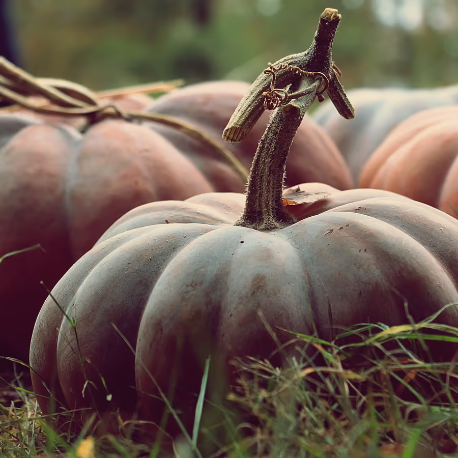 Группа зрелых тыкв растущих в поле