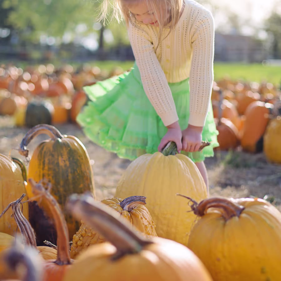 Маленькая девочка выбирает большую тыкву в поле