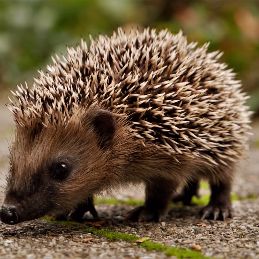Маленький ежик ползет по земле