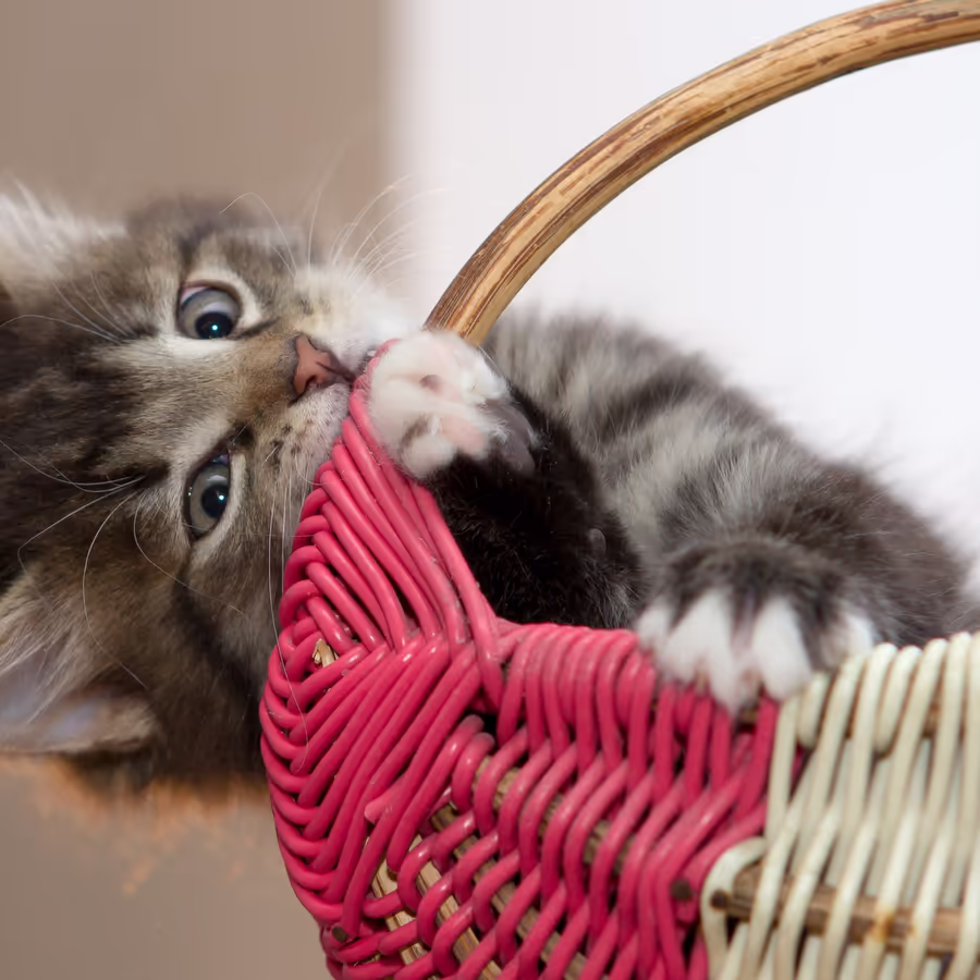 Маленький полосатый котенок запутался в розовой плетеной корзинке