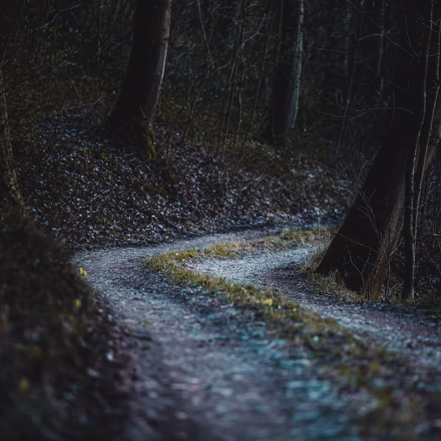 Замшелая лесная дорога уходящая вдаль