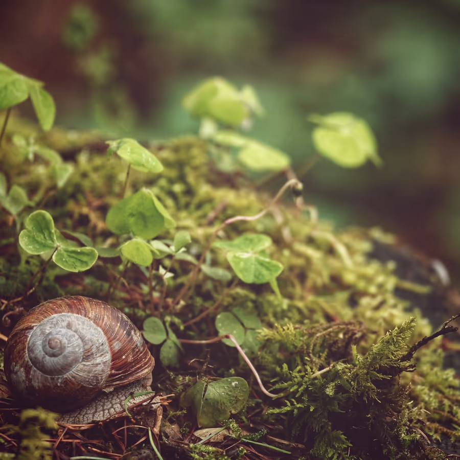 Мирная улитка отдыхает среди клевера и мягкого мха