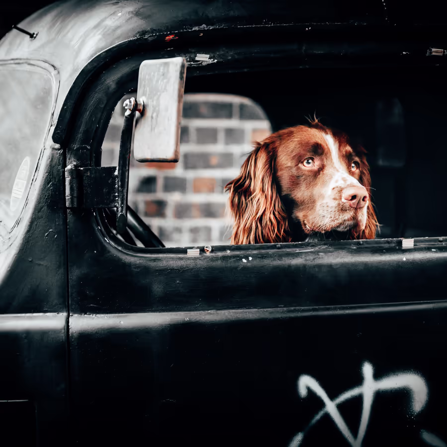 Рыжая собака смотрит из окна старого черного пикапа