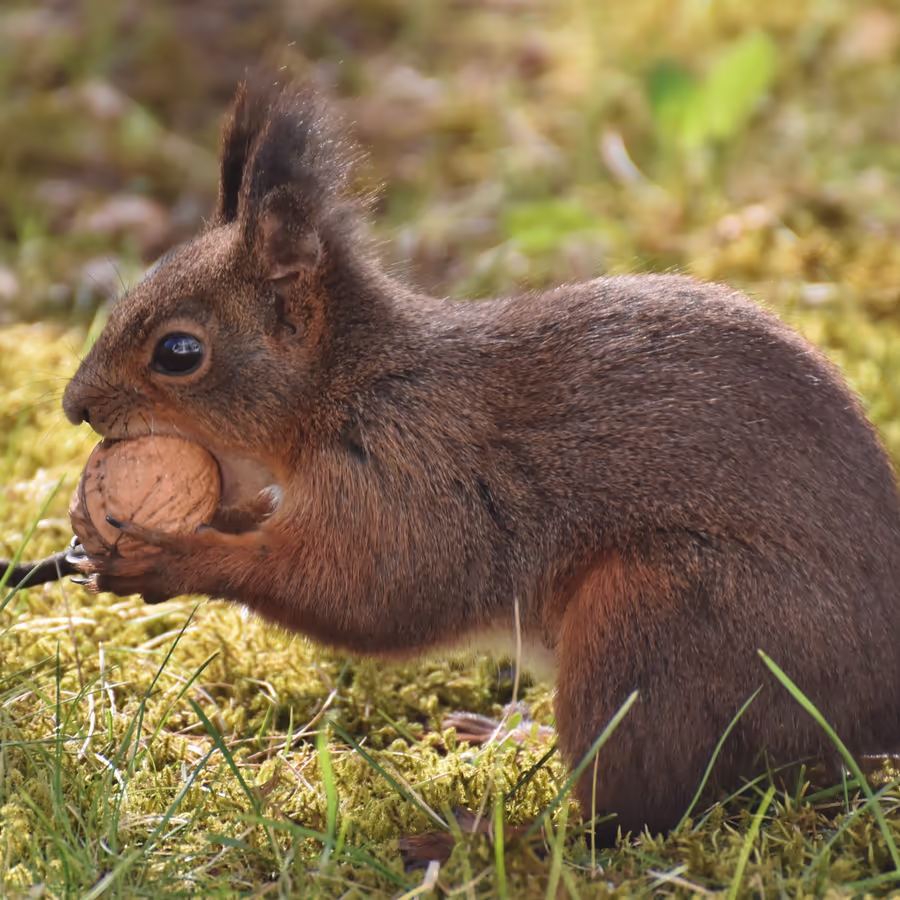 Рыжая белка держит в лапах большой орех