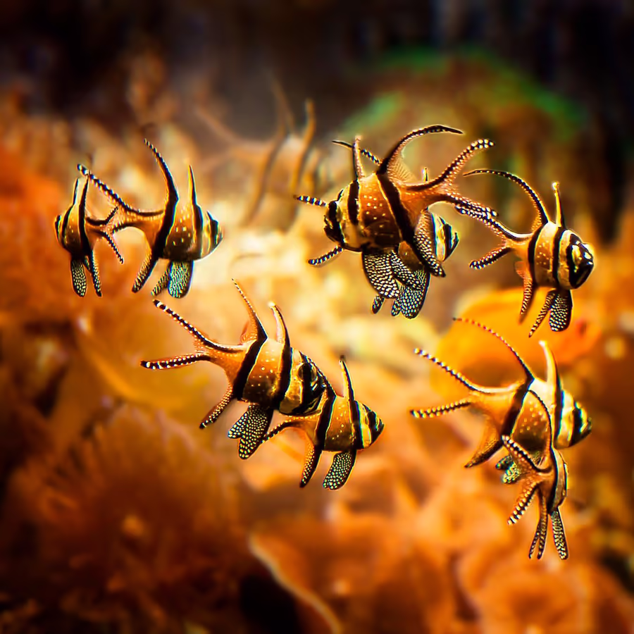 Группа ярких и необычных рыб в коралловом рифе