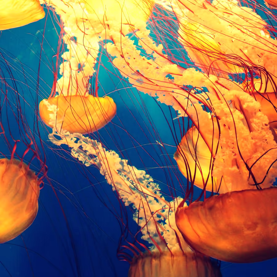 Стая золотистых медуз плавает в синей воде