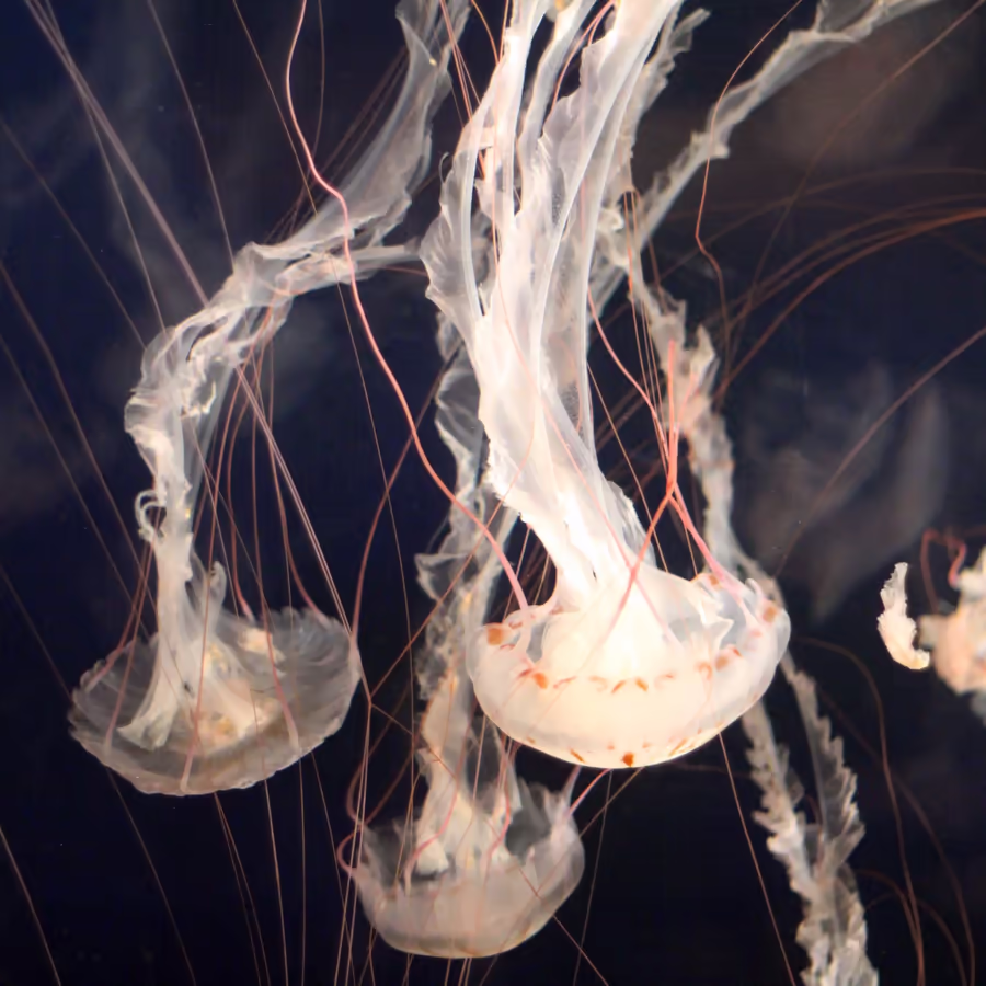 Стая полупрозрачных медуз в темной воде