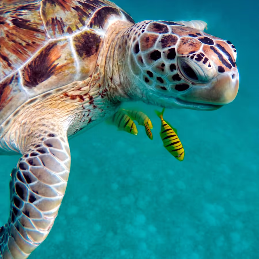 Черепаха грациозно плывет в океане сопровождаемая двумя рыбами-клоунами