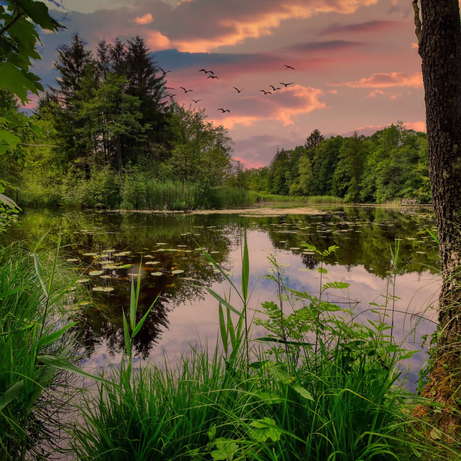 Спокойное осеннее озеро отражающее закатное небо и перелетных птиц