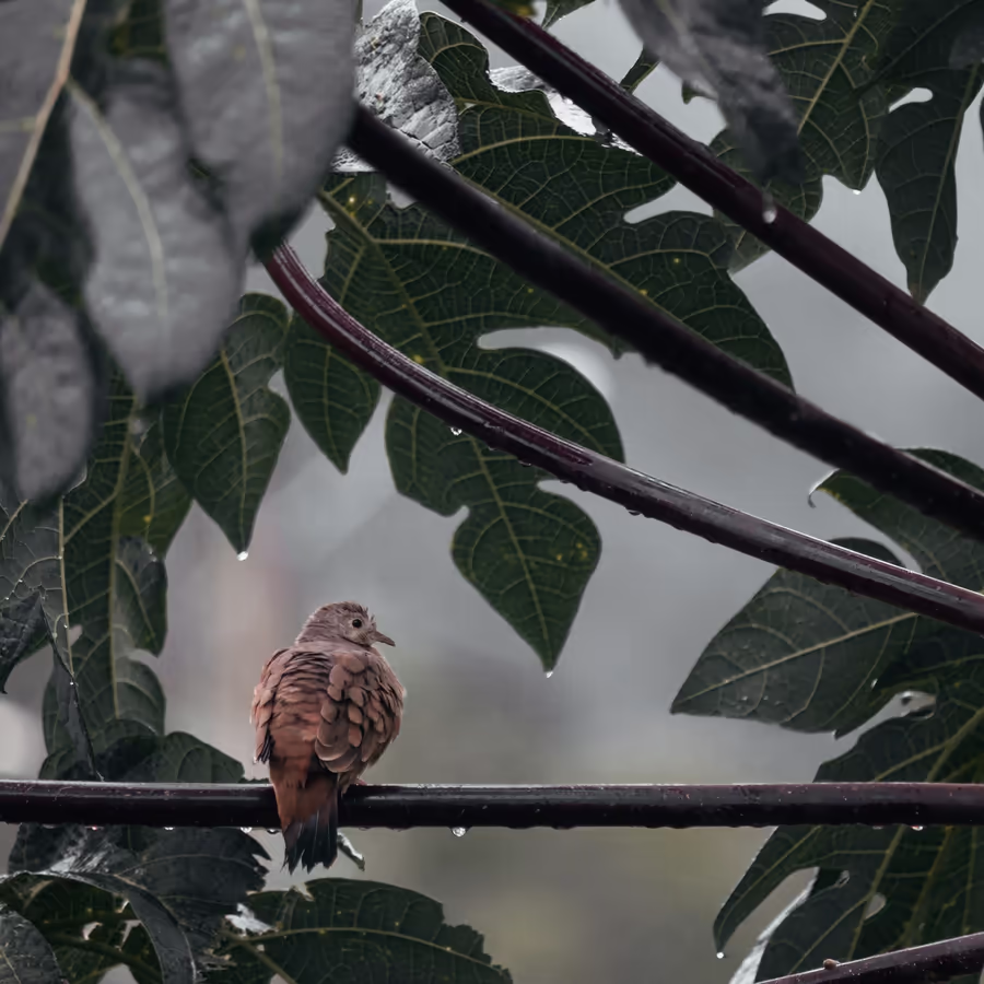Маленький голубь сидит на проводе под дождем