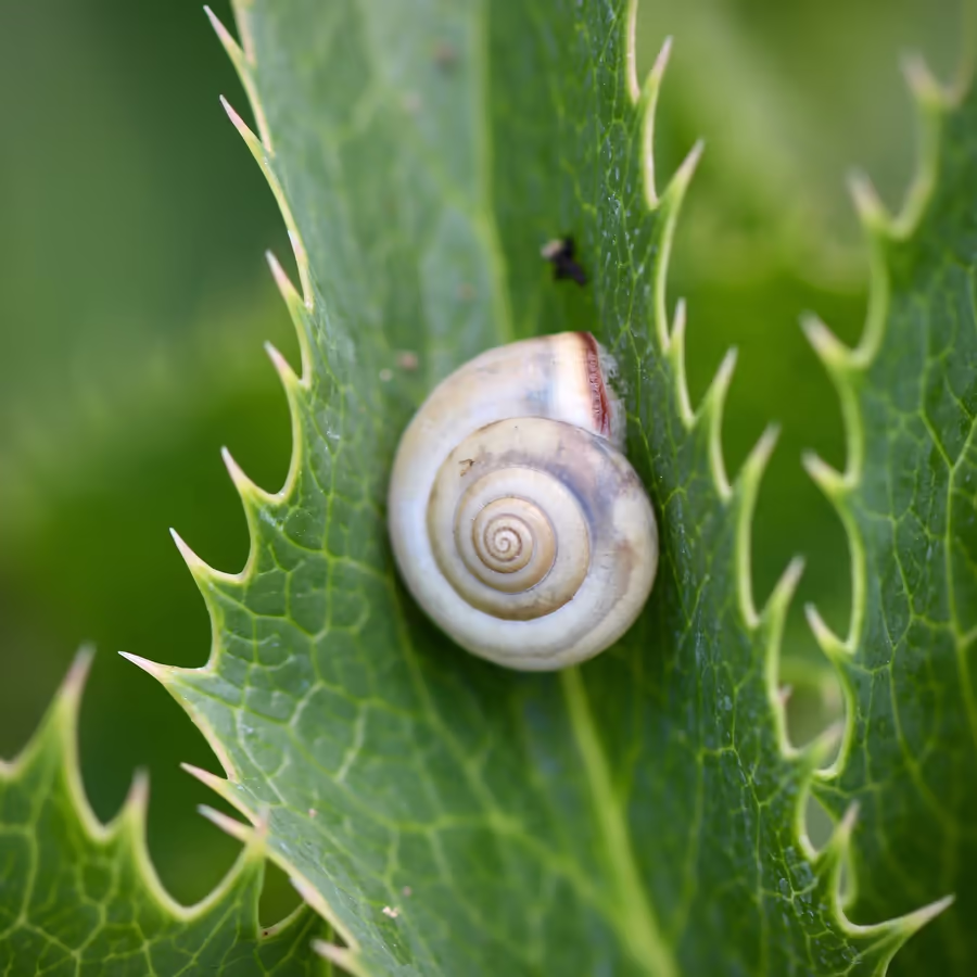 Маленькая улитка ползет по колючему листу чертополоха