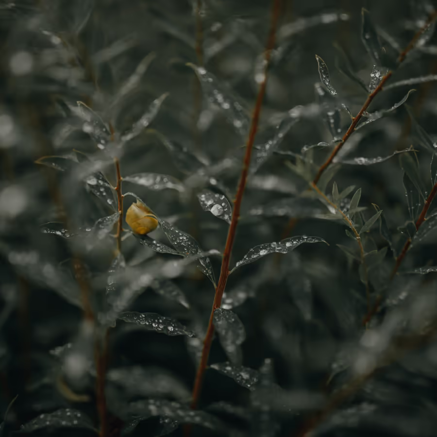 Маленькая улитка отдыхает на ветке после дождя