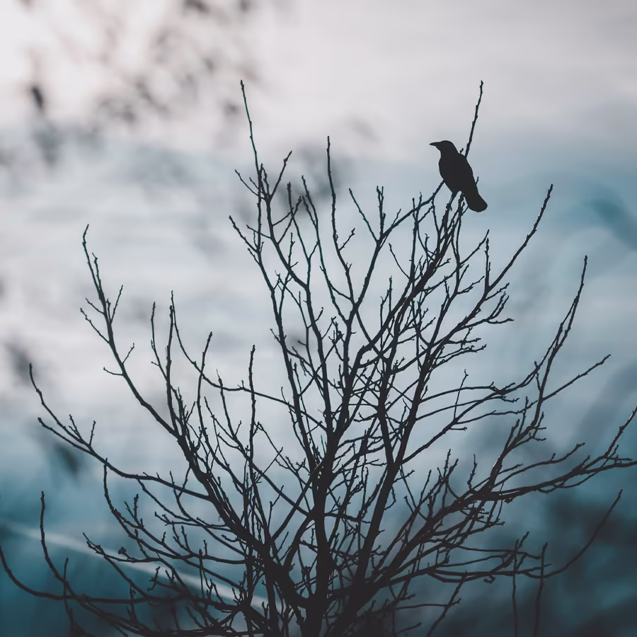 Одинокий ворон сидит на голой ветке дерева в пасмурную погоду