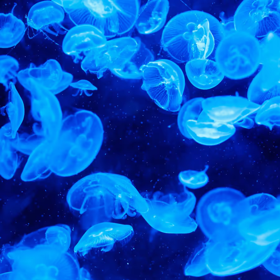 Стая медуз плавающих в аквариуме с синей подсветкой