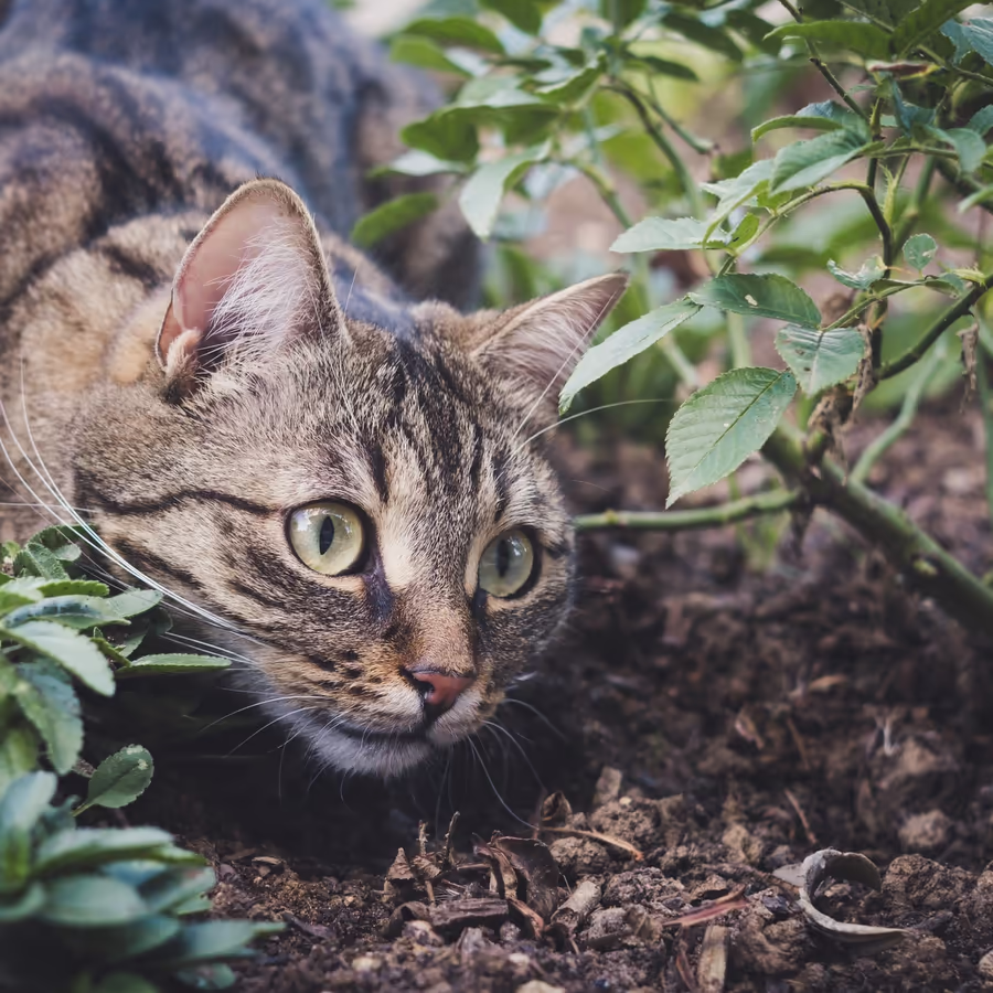 Полосатый кот внимательно наблюдает за происходящим из зарослей