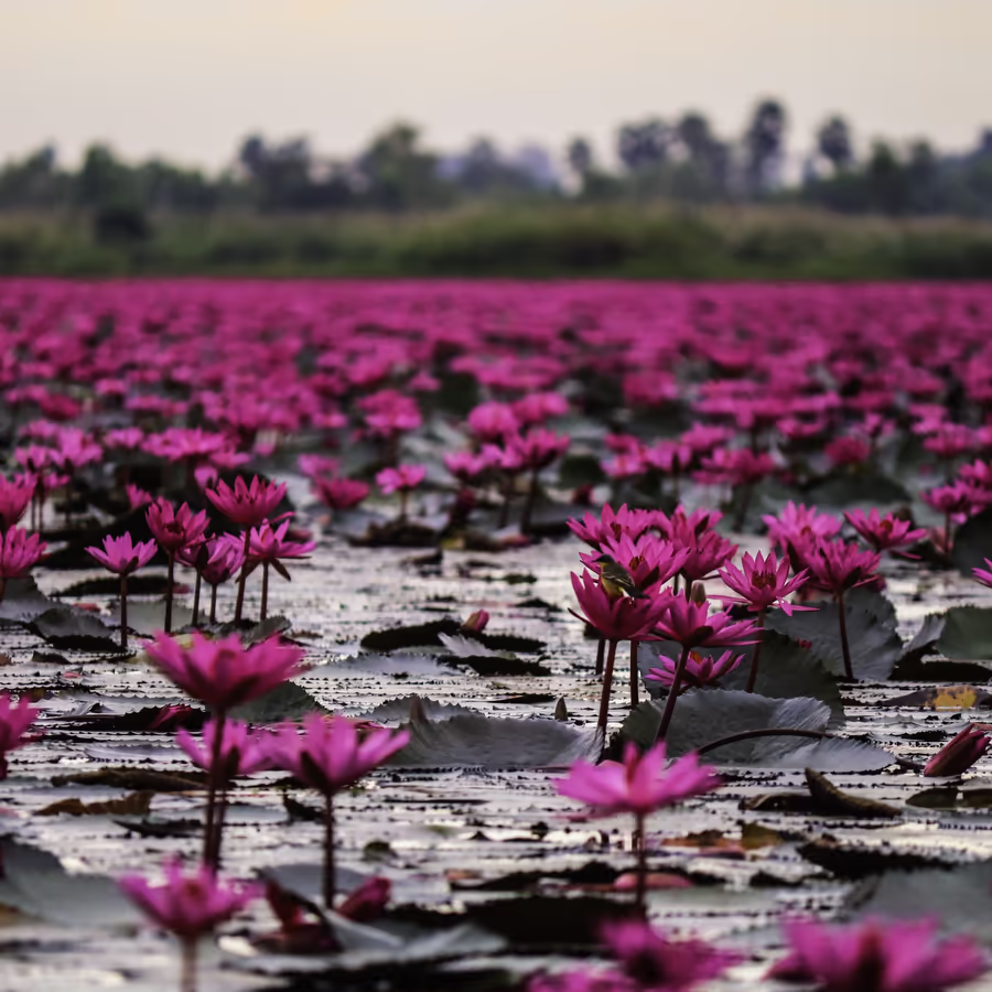 Бескрайнее поле розовых кувшинок покрывающих поверхность воды