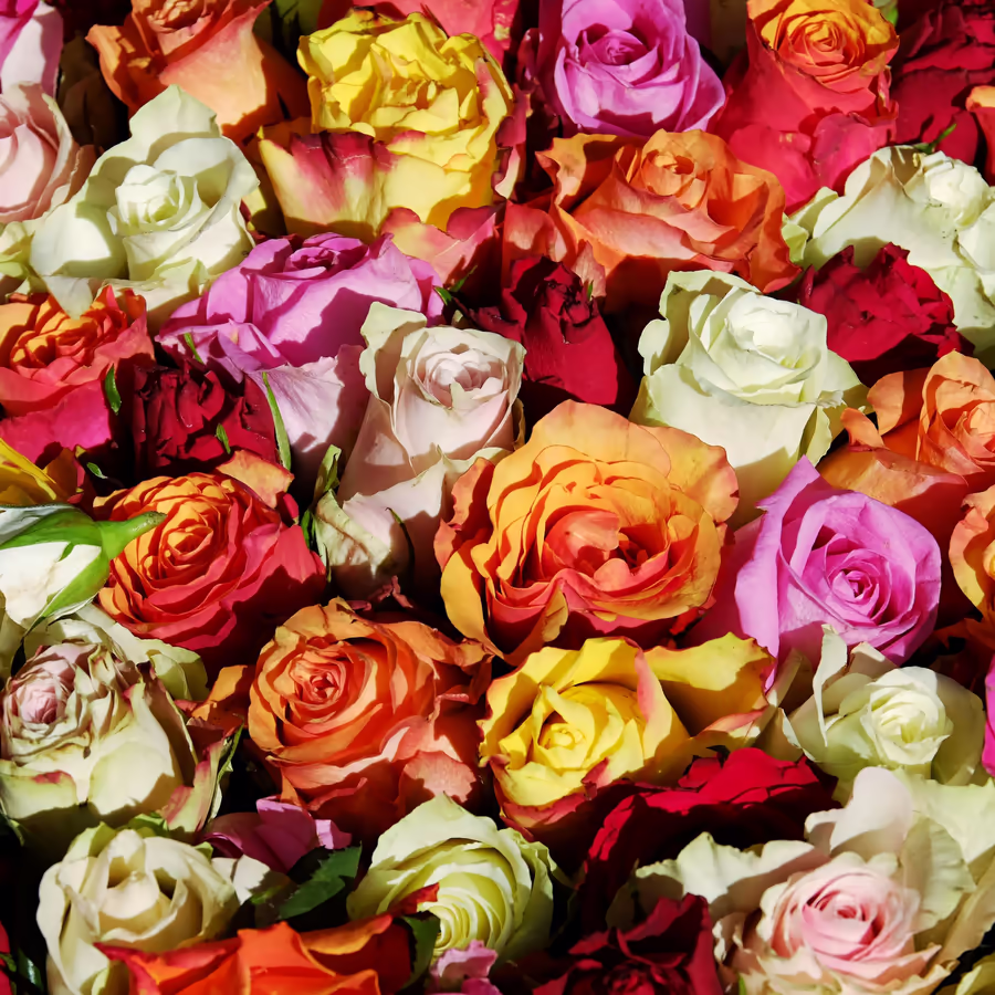 Яркий букет из роз разных оттенков