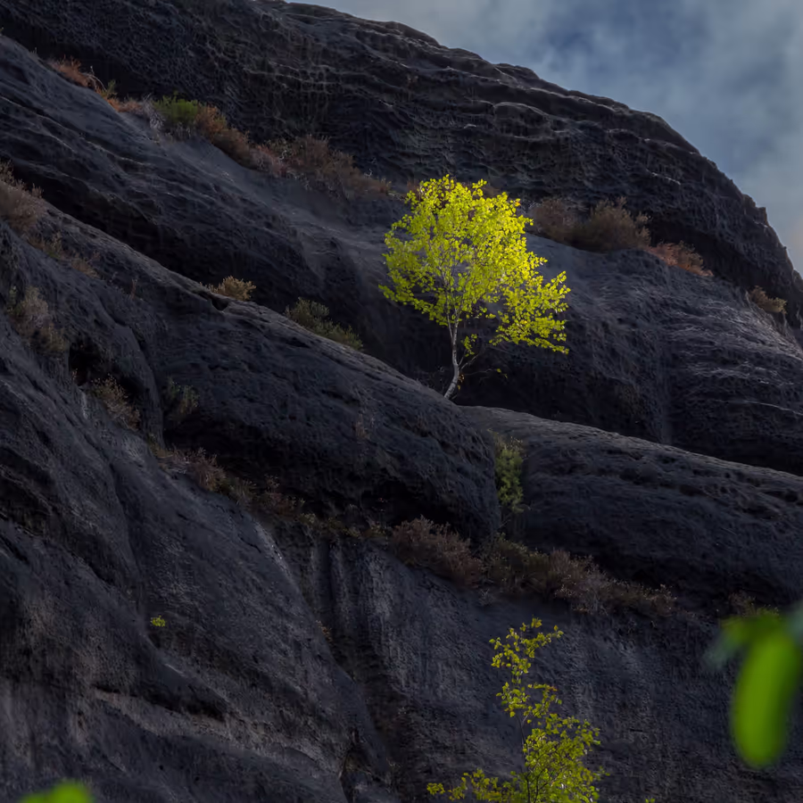 Яркое дерево пробивающееся сквозь темную скалу