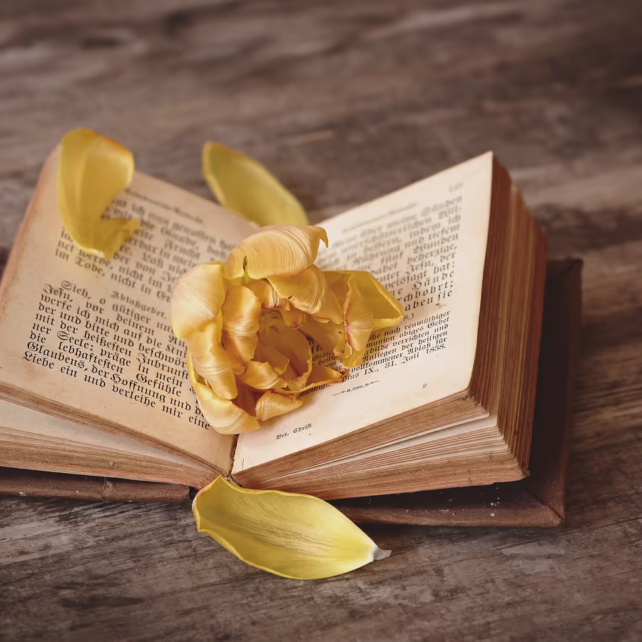 Желтая роза лежащая в раскрытой старинной книге