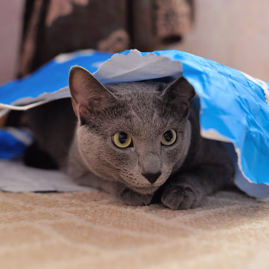 Очаровательный серый кот выглядывает из голубого пакета