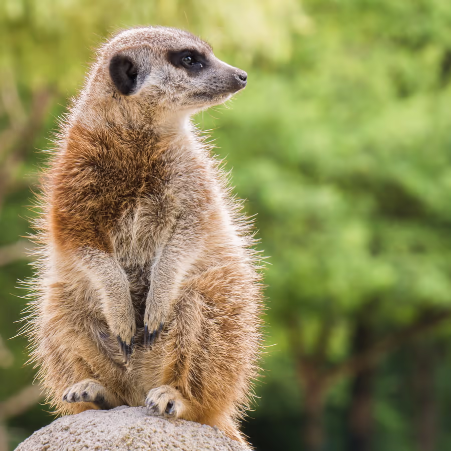 Внимательный сурик сидит на страже
