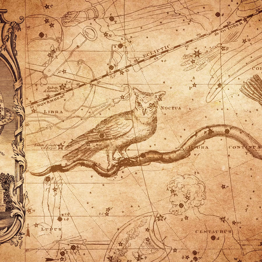 Иллюстрация совы в окружении созвездий выполненная в стиле старинных астрономических карт