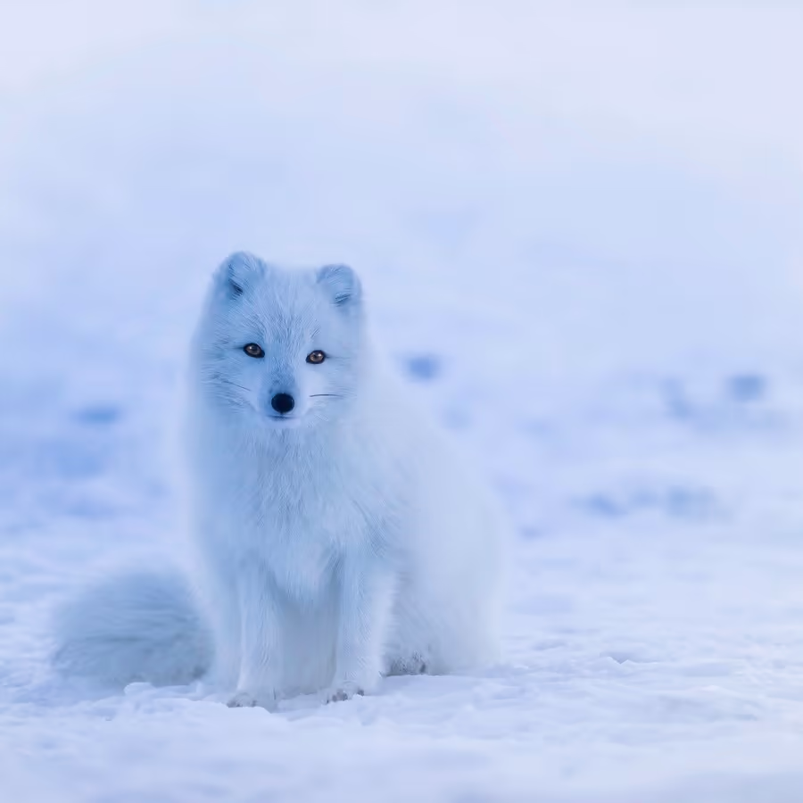Белый песец в зимней среде обитания
