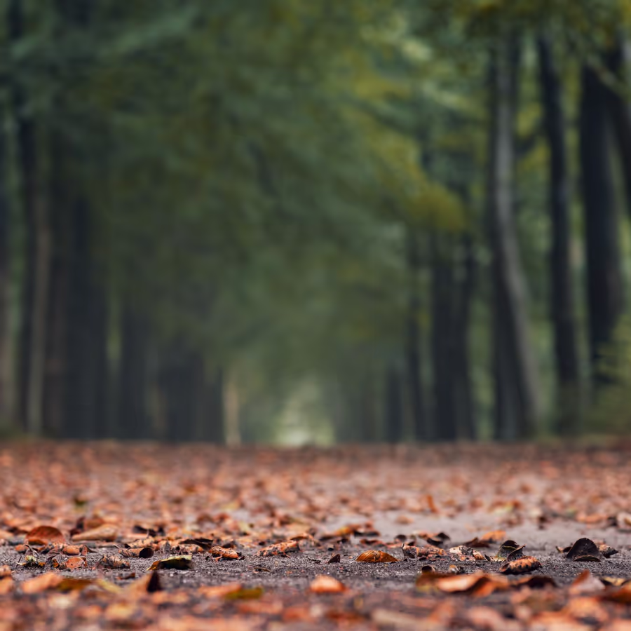 Дорога в осеннем парке усыпанная листьями