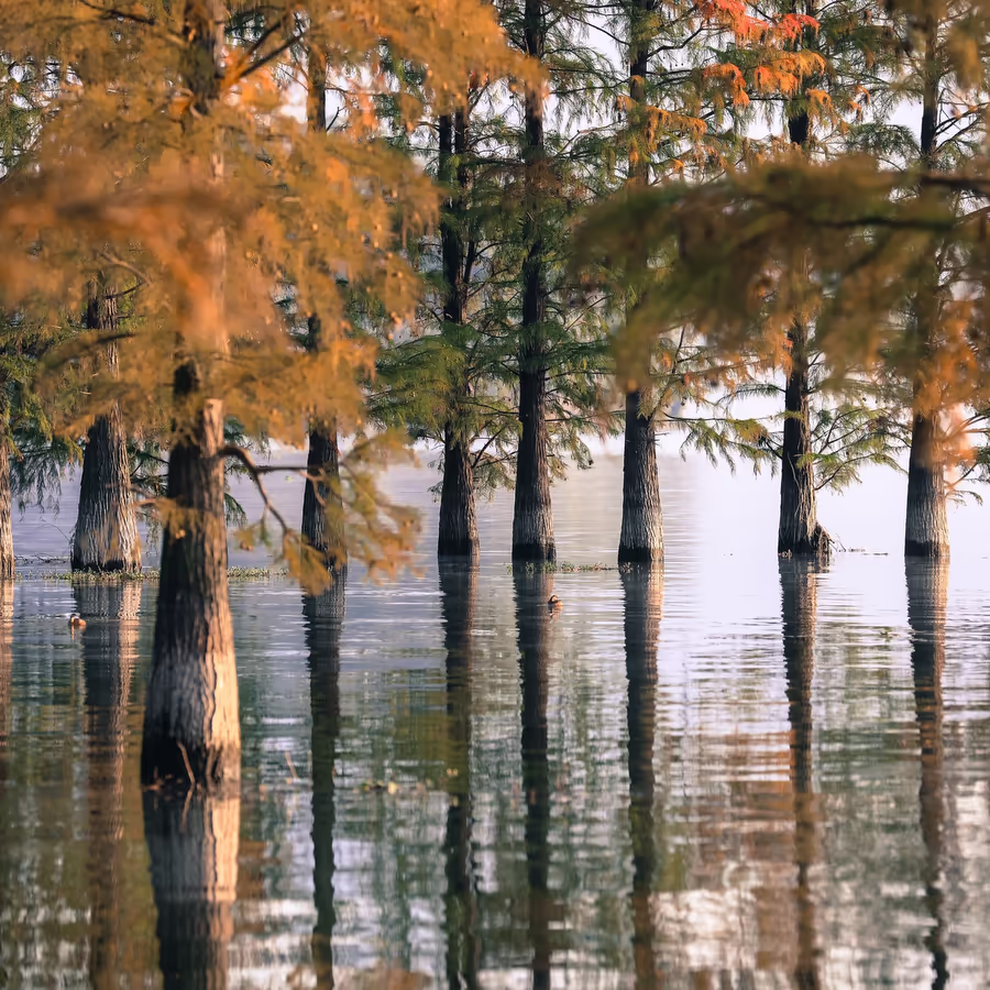 Осенний затопленный кипарисовый лес окутанный утренним туманом