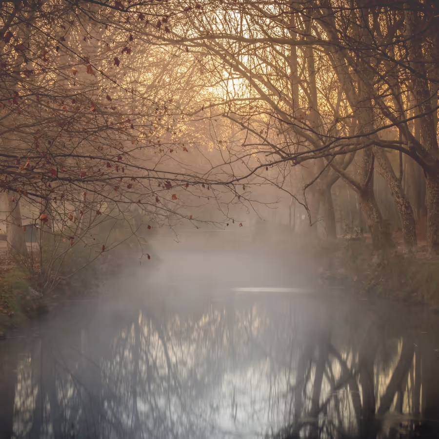 Утро в осеннем лесу окутанное густым туманом