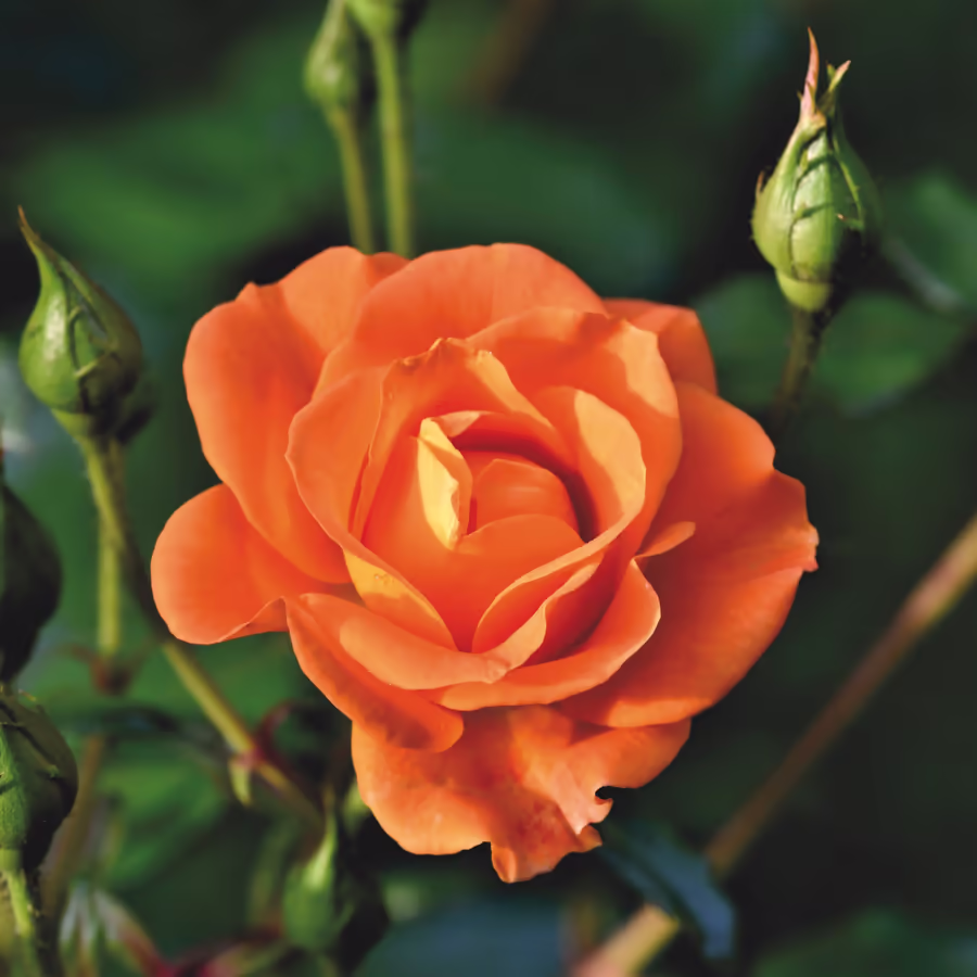 Красивая роза оранжевого цвета с бутонами