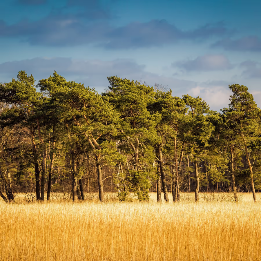 Красивый сосновый лес на фоне поля высокой травы