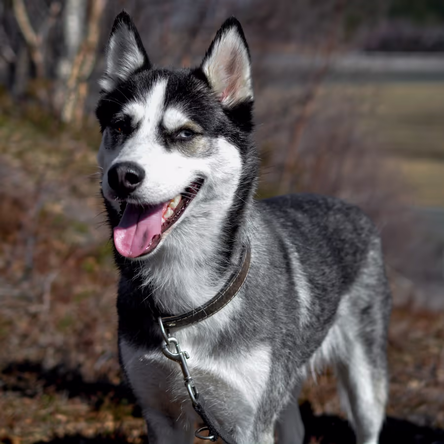 Красивая собака породы сибирский хаски с голубыми глазами