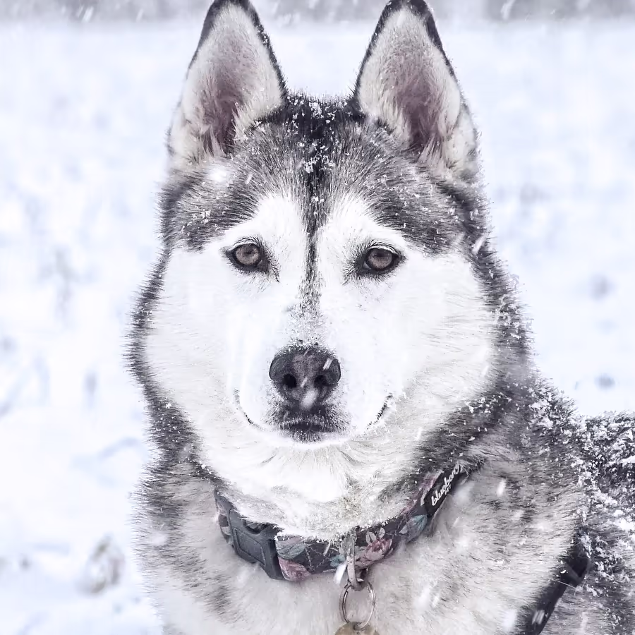 Красивый сибирский хаски смотрит прямо в камеру сидящий в заснеженном пейзаже