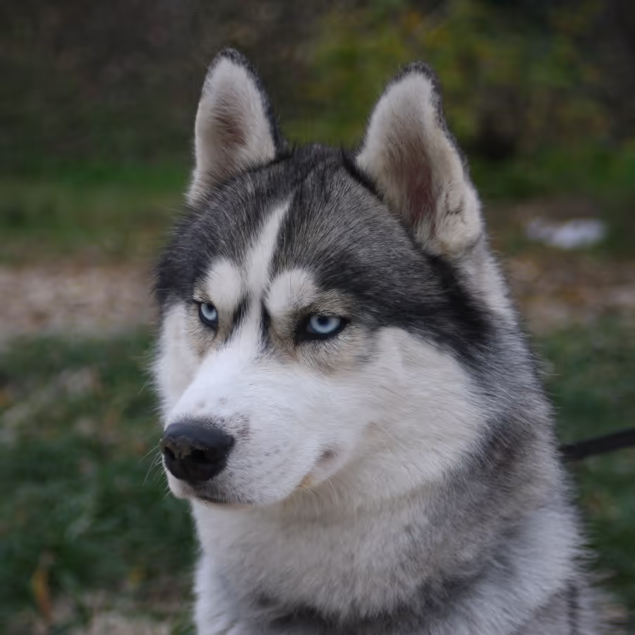 Красивый сибирский хаски с голубыми глазами