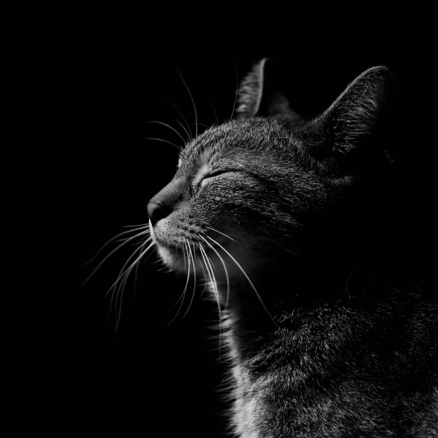 Черно-белое фото кота с закрытыми глазами словно он наслаждается моментом