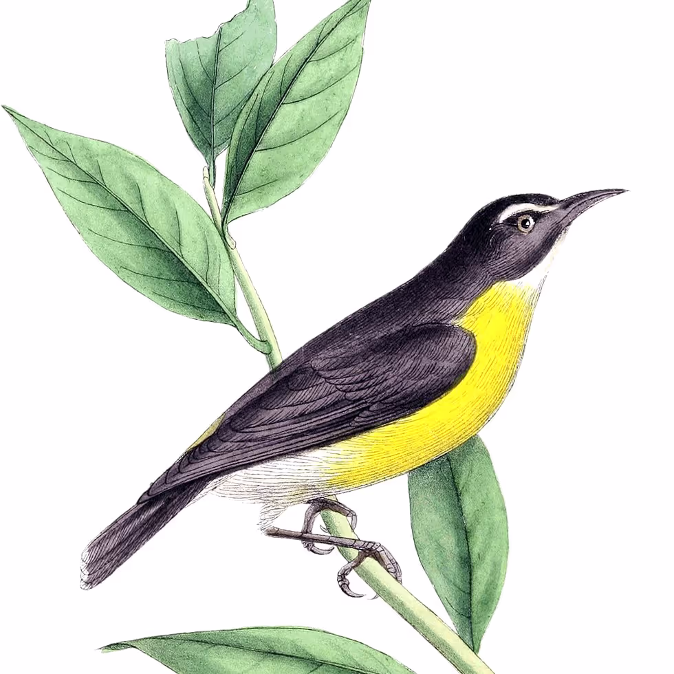 Яркая птица из семейства иволговковых