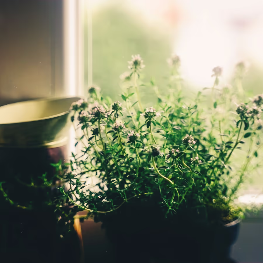 Цветущий тимьян в горшке на светлом окне